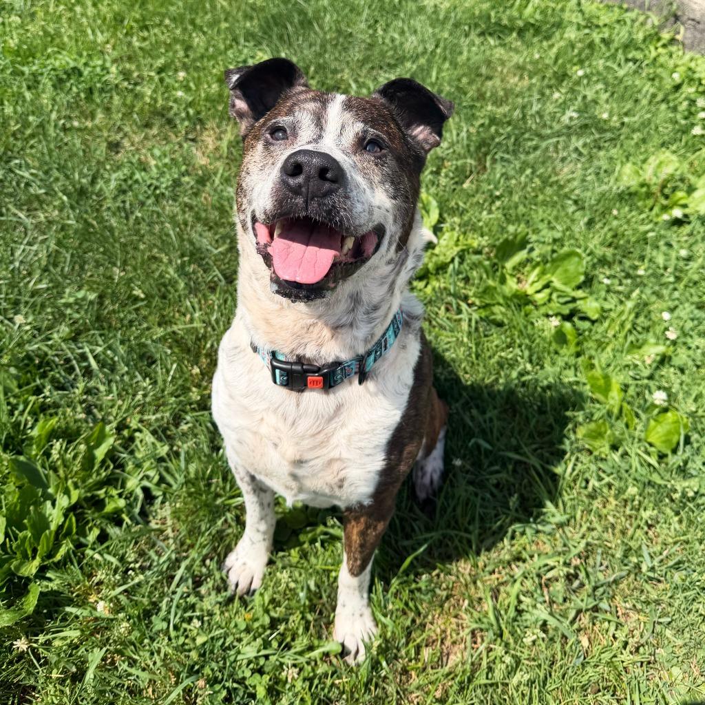 Enlarge Buddy, a Adoptable mixed breed in Olean, NY image 3/6