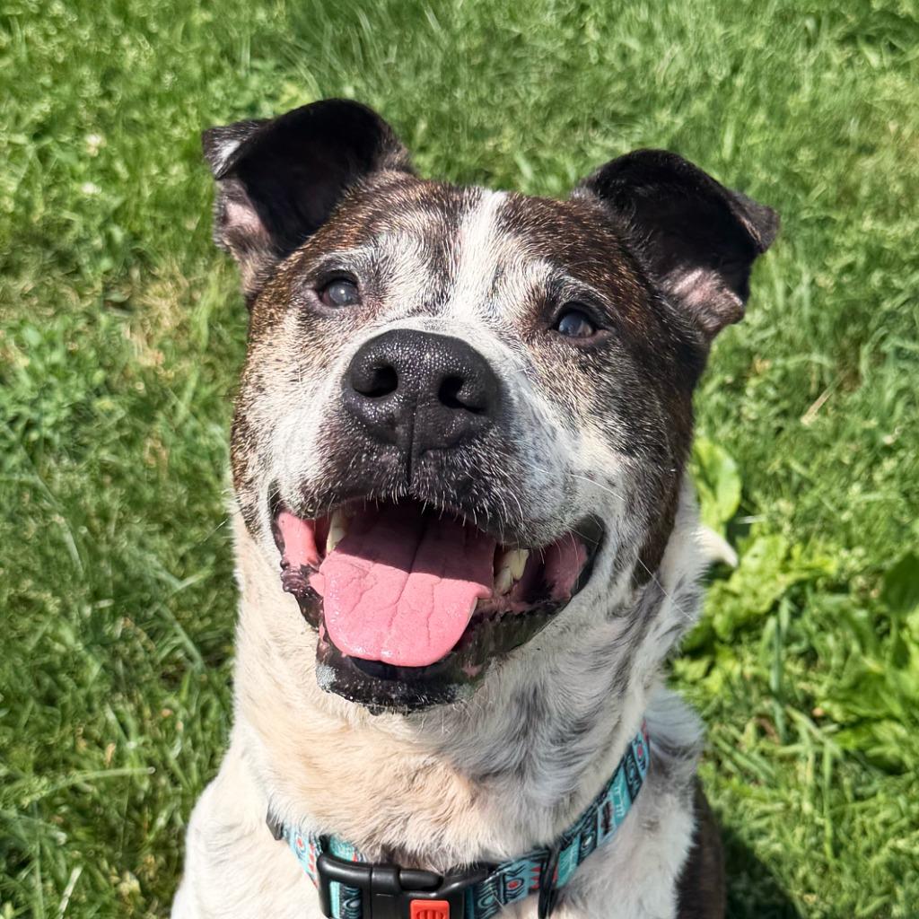 Enlarge Buddy, a Adoptable mixed breed in Olean, NY image 4/6