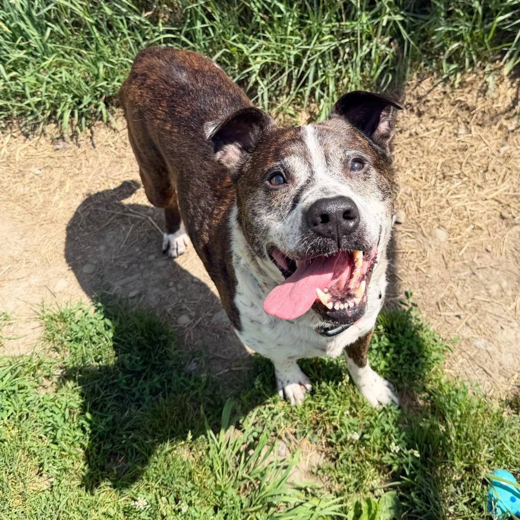 Enlarge Buddy, a Adoptable mixed breed in Olean, NY image 5/6