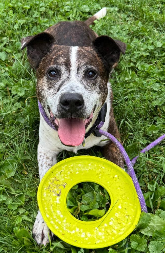 Enlarge Buddy, a Adoptable mixed breed in Olean, NY image 6/6