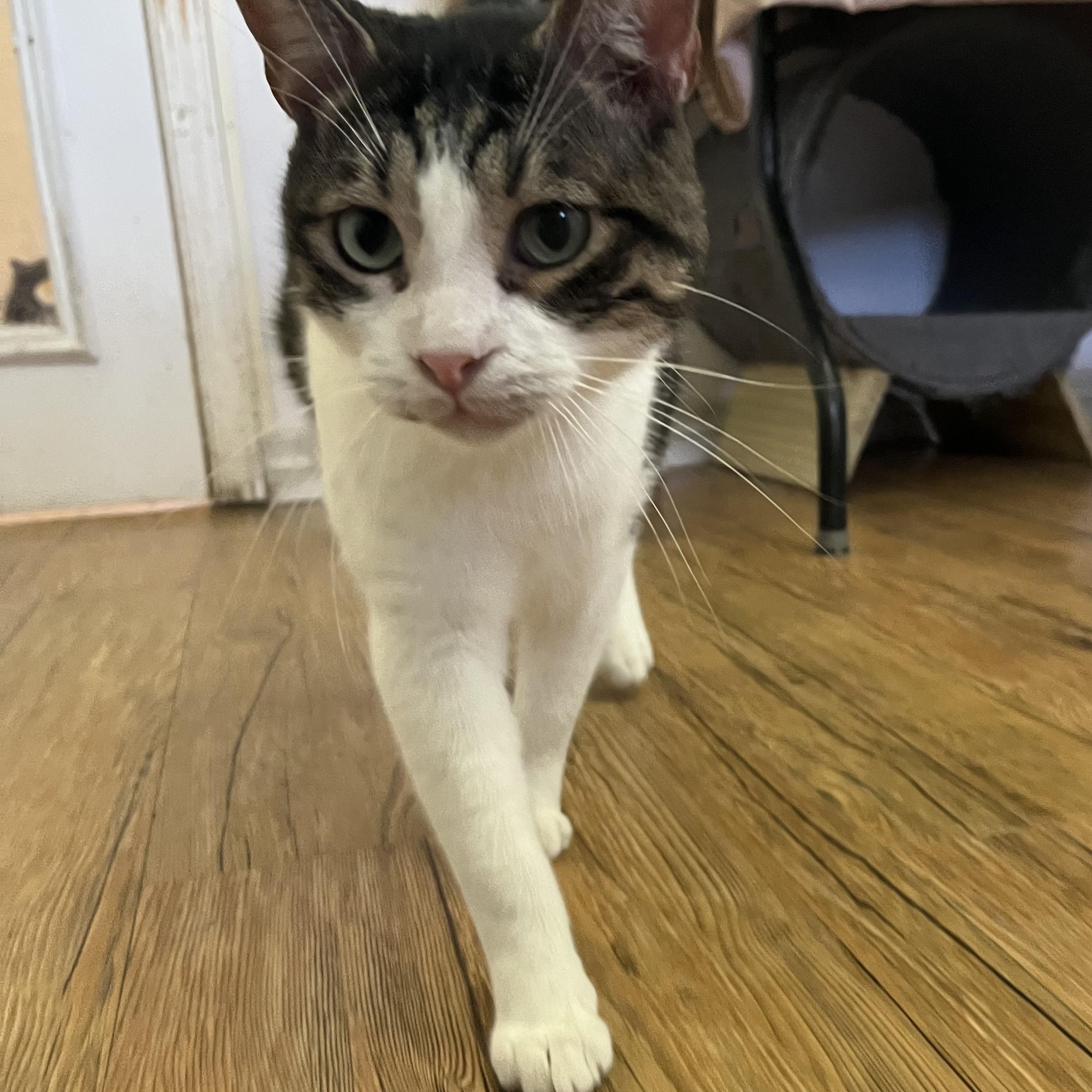 Enlarge Nash, a Adoptable Domestic Short Hair in Hammond, LA image 3/3