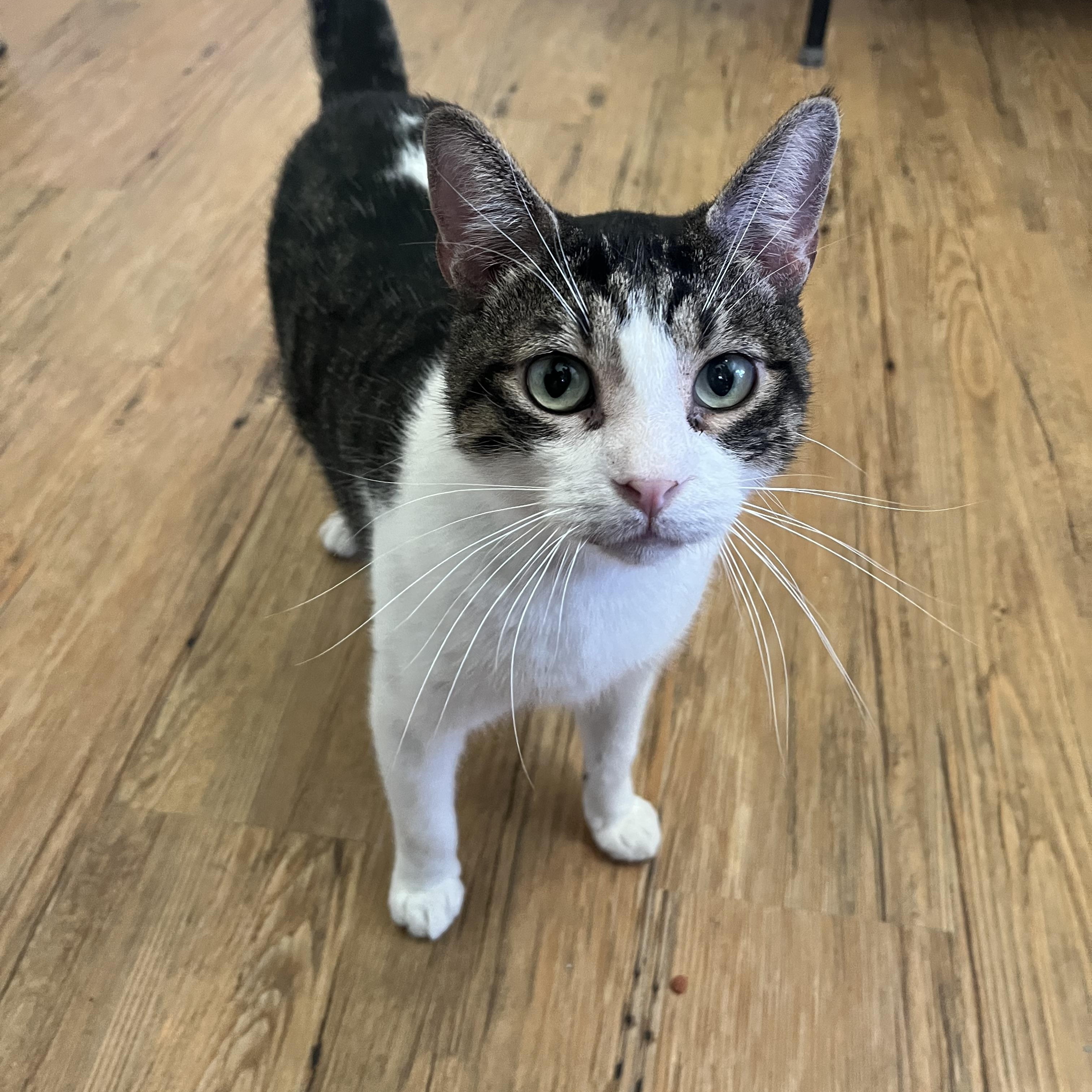 Nash, Adoptable, Young Male Domestic Short Hair.