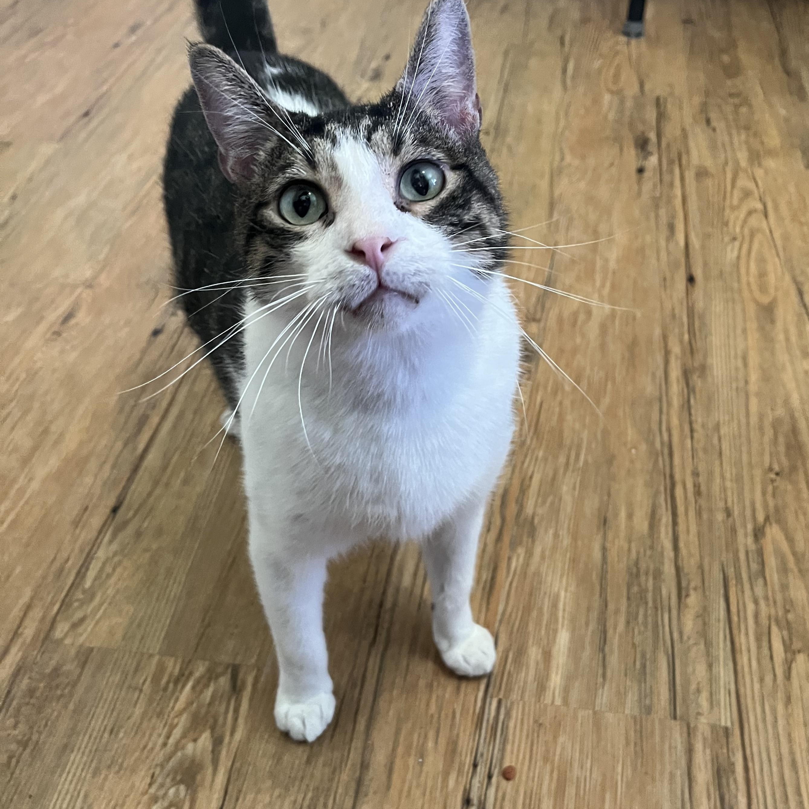Enlarge Nash, a Adoptable Domestic Short Hair in Hammond, LA image 2/3