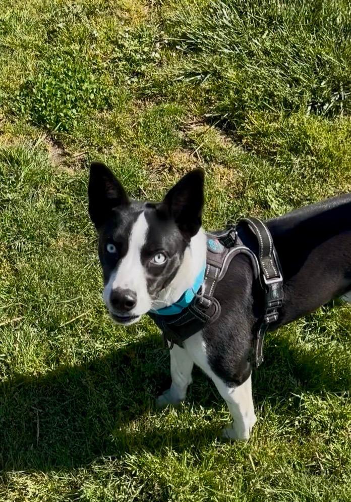Enlarge Bailey, a Adoptable mixed breed in Newberg, OR image 3/6