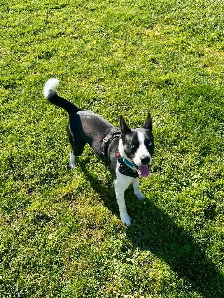 Enlarge Bailey, a Adoptable mixed breed in Newberg, OR image 4/6