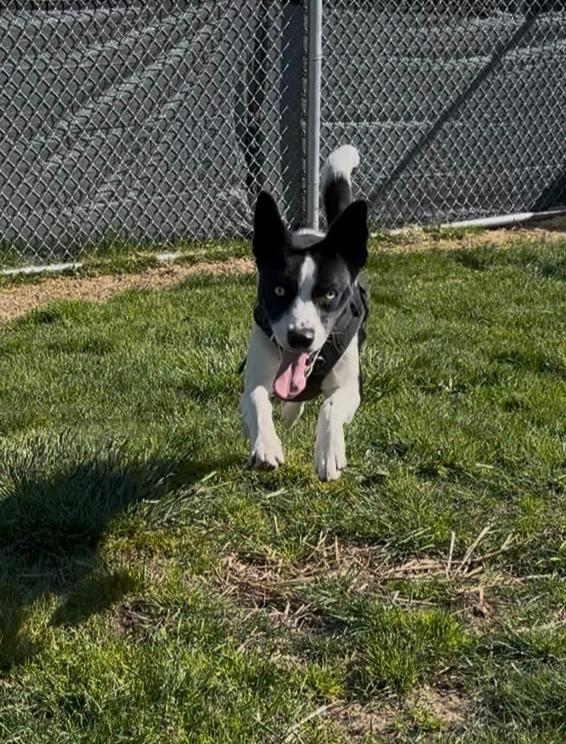 Enlarge Bailey, a Adoptable mixed breed in Newberg, OR image 5/6