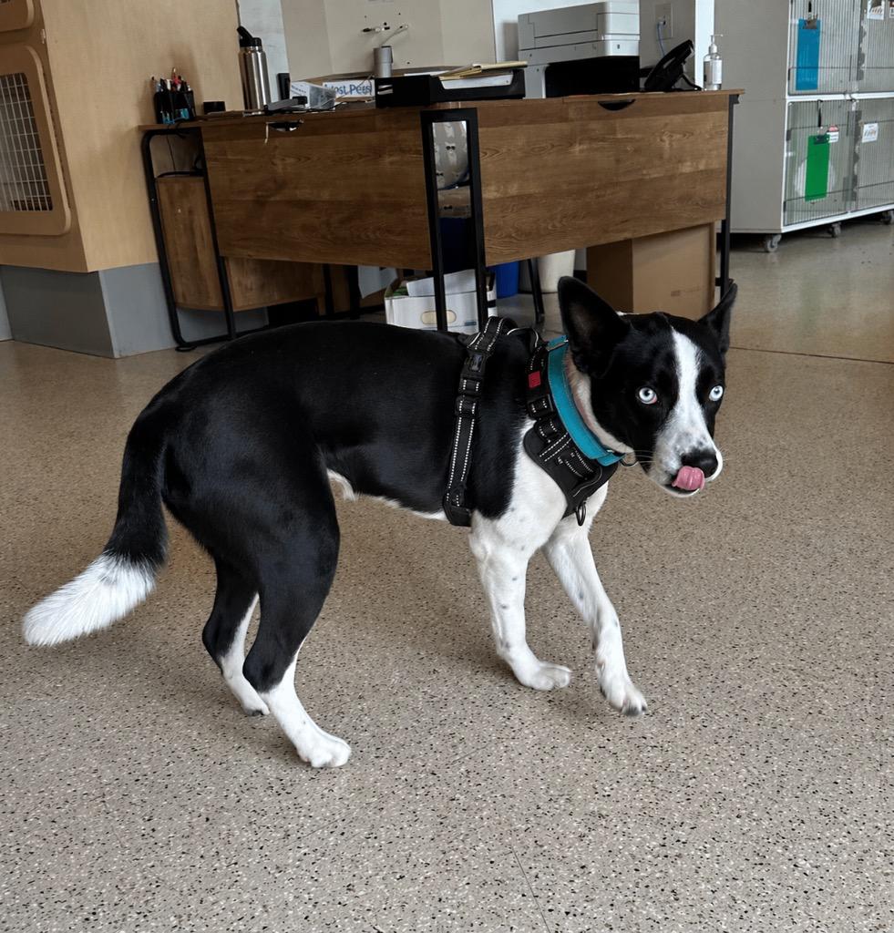 Enlarge Bailey, a Adoptable mixed breed in Newberg, OR image 6/6