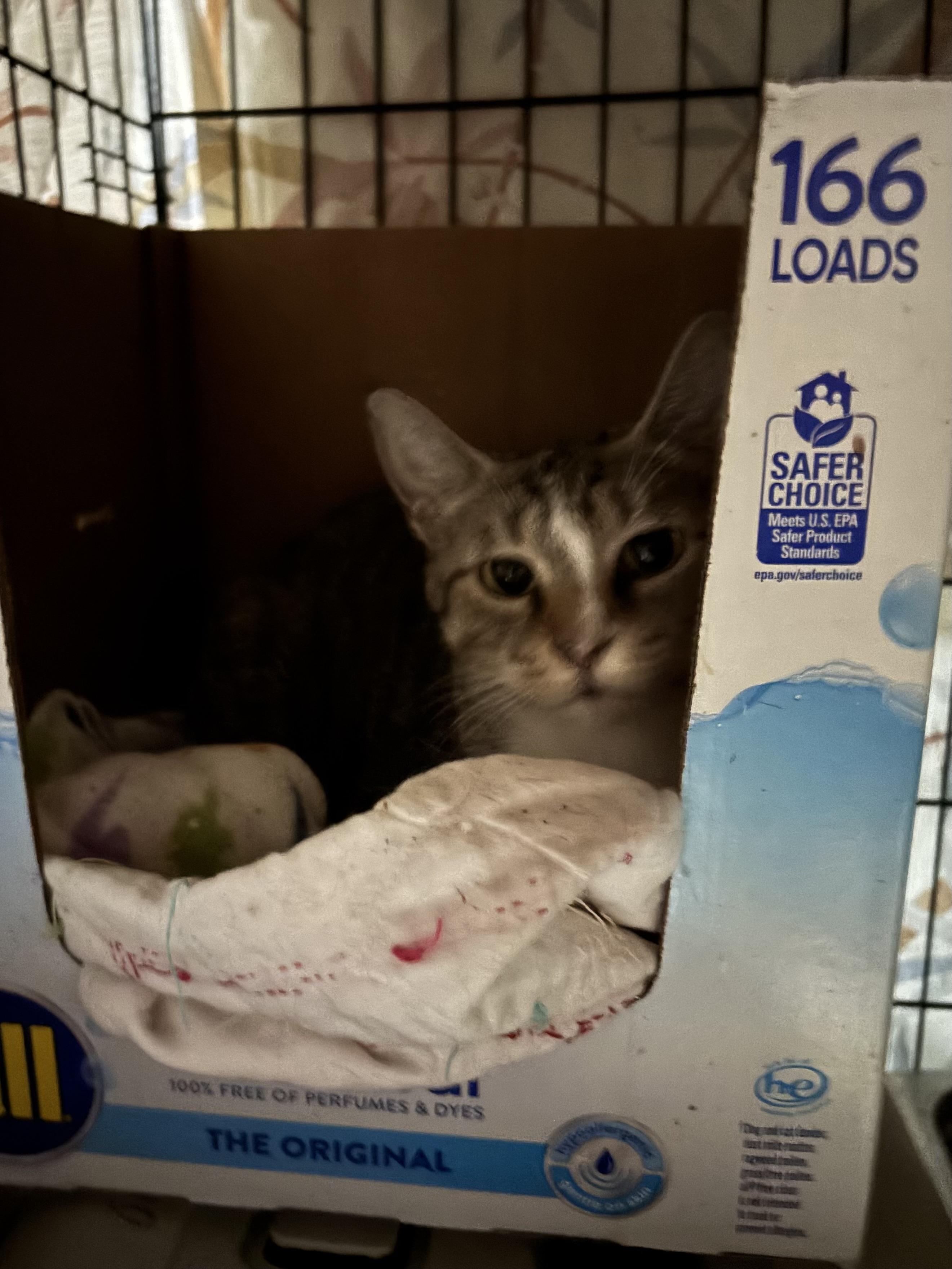 ROSEMARY, a Adoptable Domestic Short Hair in Pittsburgh, PA image 3/4