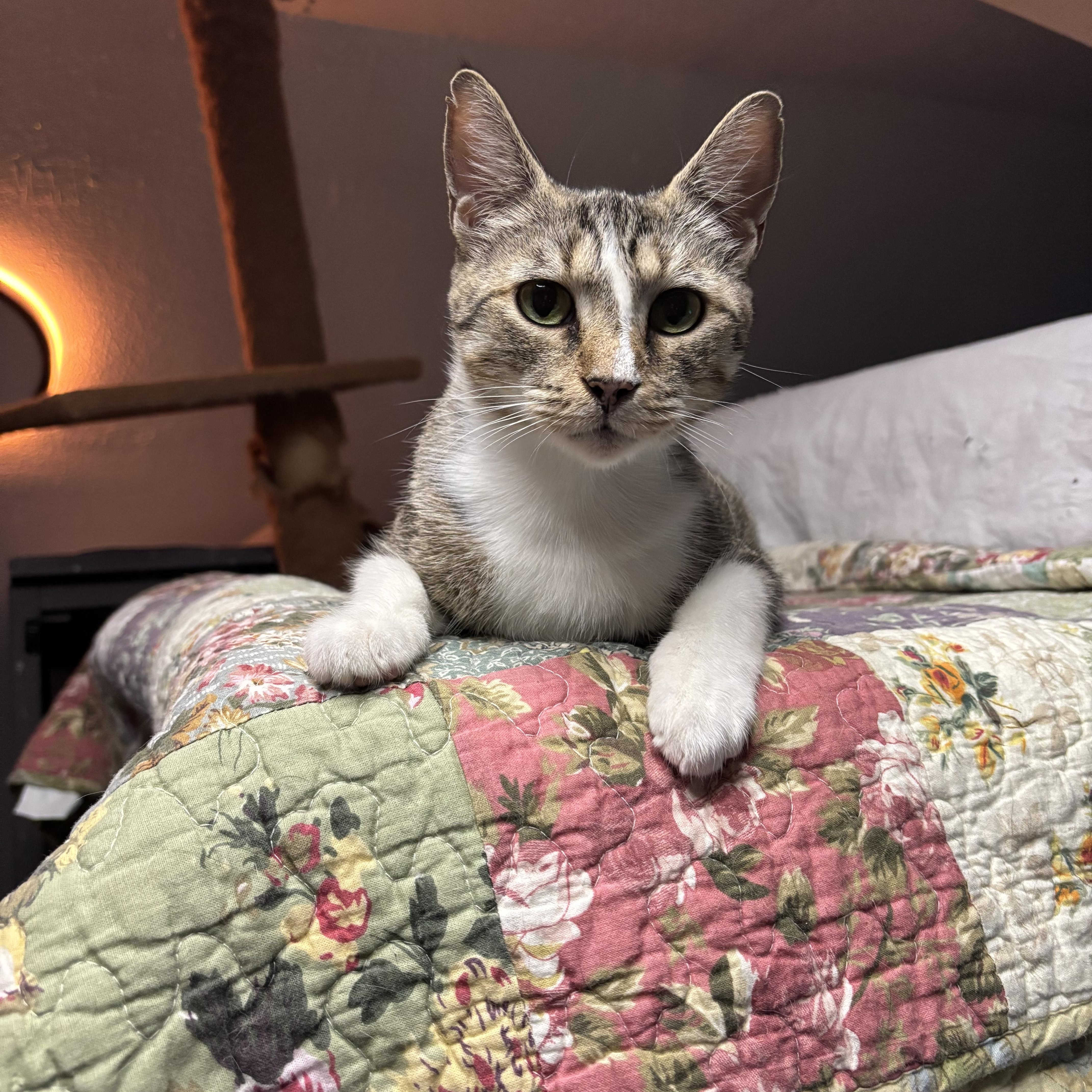 ROSEMARY, a Adoptable Domestic Short Hair in Pittsburgh, PA image 4/4