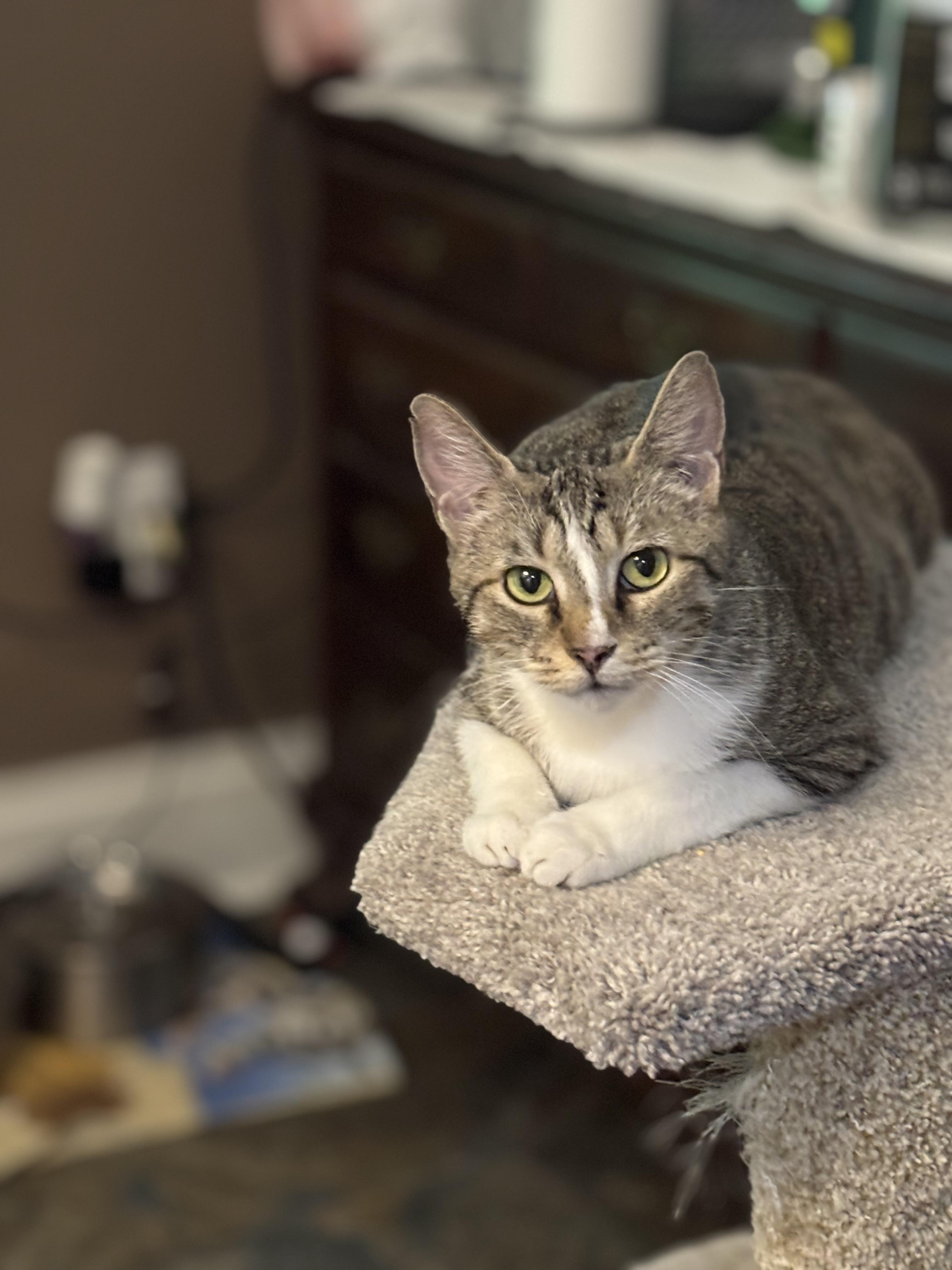 ROSEMARY, Adoptable, Adult Female Domestic Short Hair.