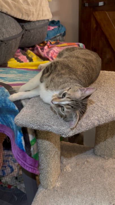 Enlarge ROSEMARY, a Adoptable Domestic Short Hair in Pittsburgh, PA video 2/4