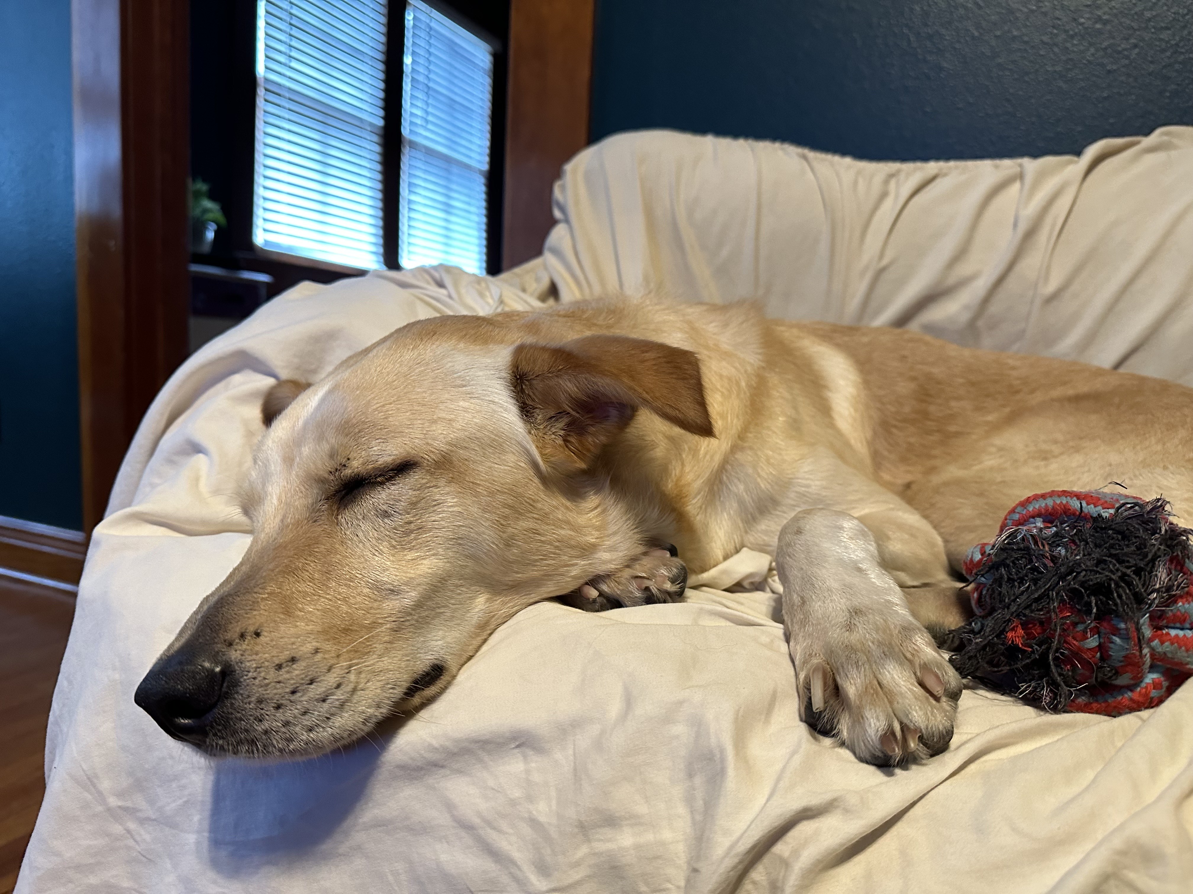 Dog for adoption Tarzan, a Labrador Retriever & German Shepherd Dog