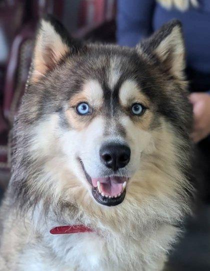 Kenai, Adoptable, Adult Male Siberian Husky & Mixed Breed.