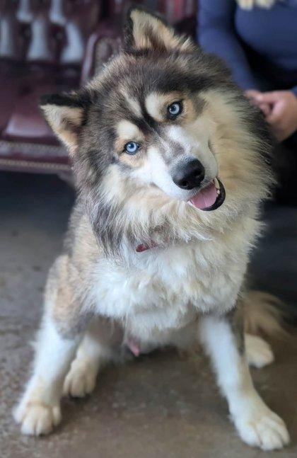 Enlarge Kenai, a Adoptable mixed breed in La Harpe, KS image 2/3