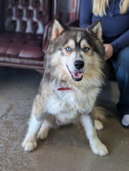 Enlarge Kenai, a Adoptable mixed breed in La Harpe, KS image 3/3