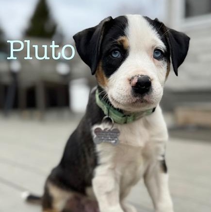 Pluto, adopted, Puppy Male Terrier.