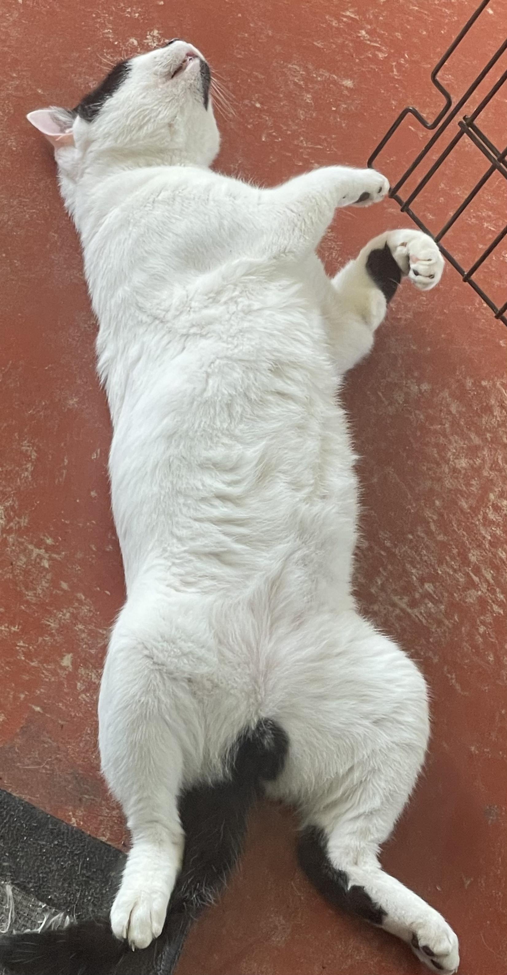 Enlarge Cheeks, a ADOPTABLE Domestic Short Hair in Brooksville, FL image 5/5