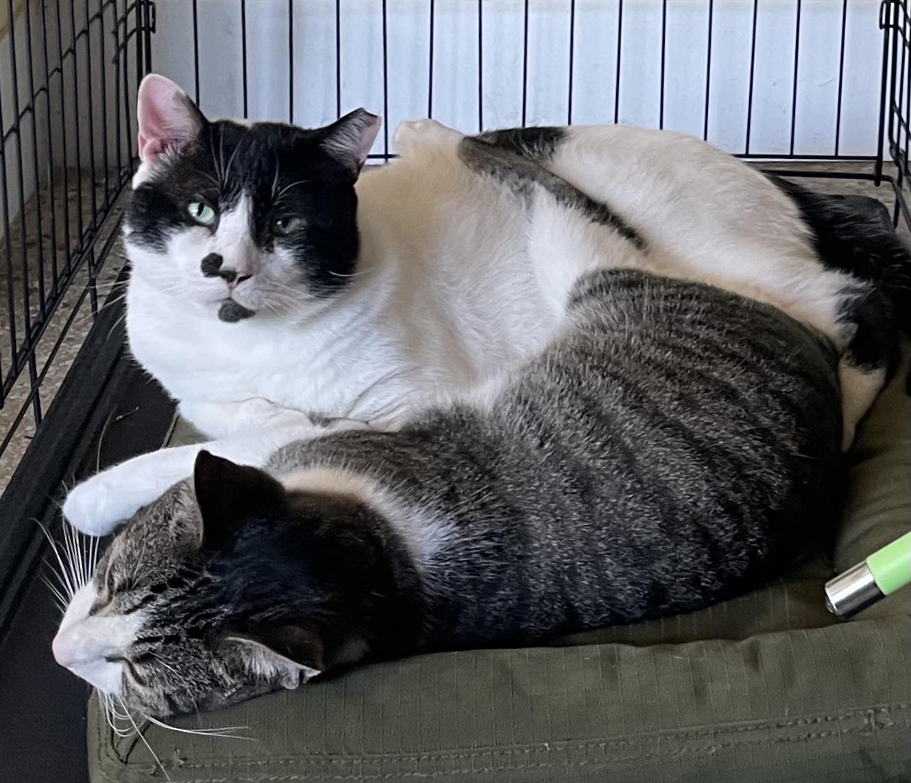 Enlarge Cheeks, a ADOPTABLE Domestic Short Hair in Brooksville, FL image 2/5