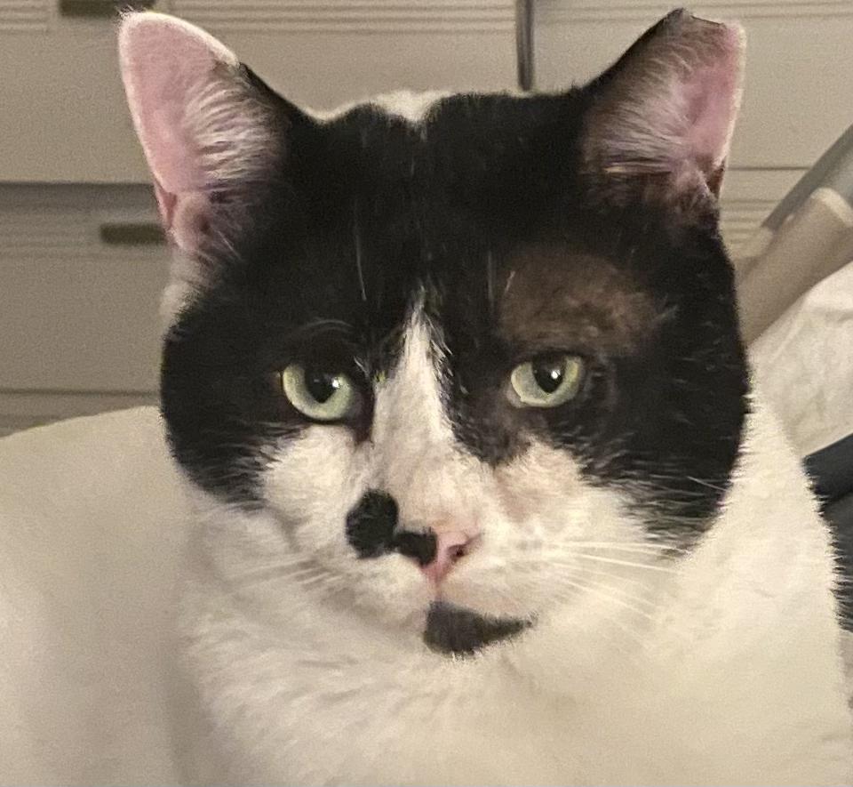 Enlarge Cheeks, a ADOPTABLE Domestic Short Hair in Brooksville, FL image 1/5