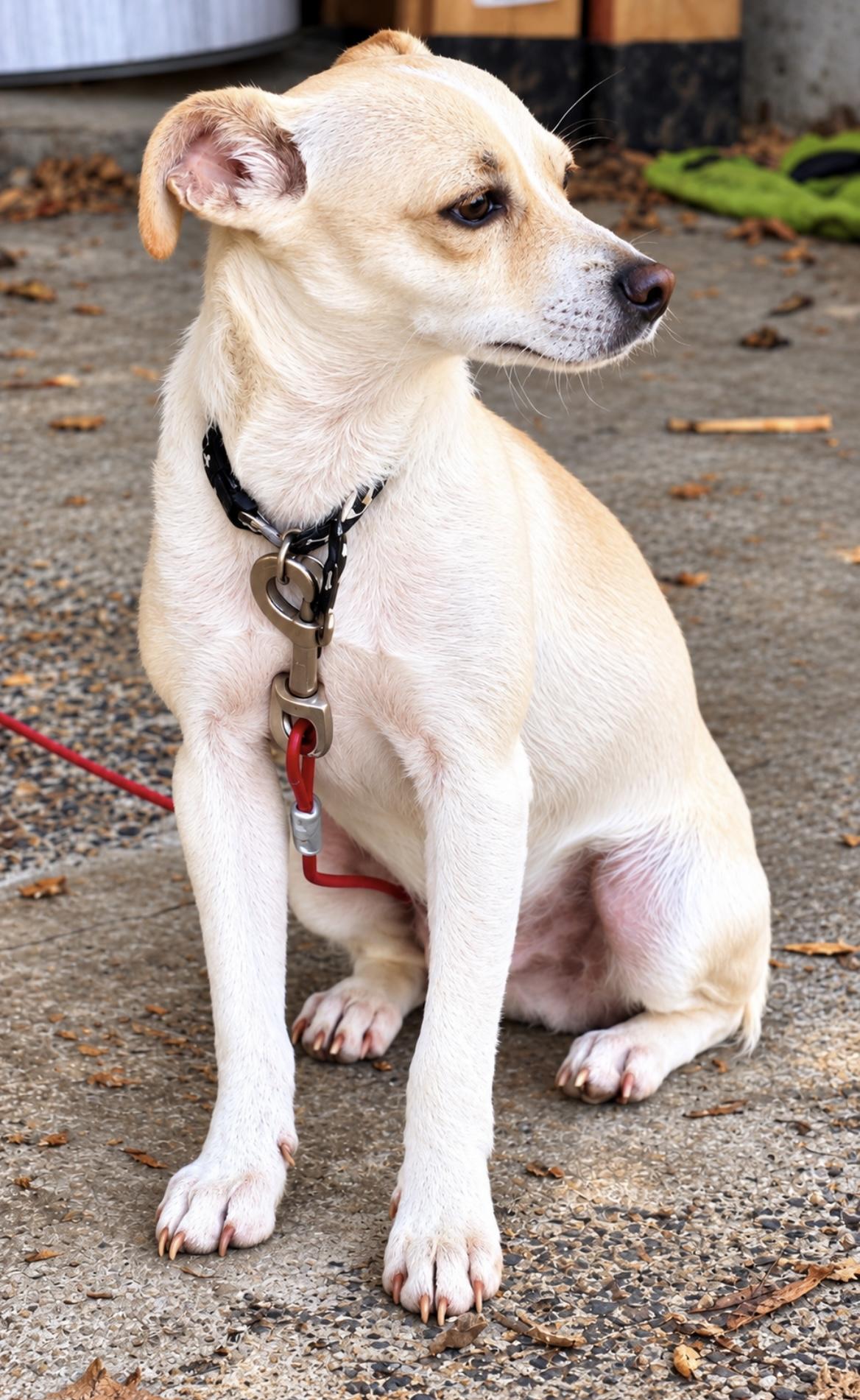 Enlarge Jack Jack, a Adoptable mixed breed in Tigard, OR image 3/6