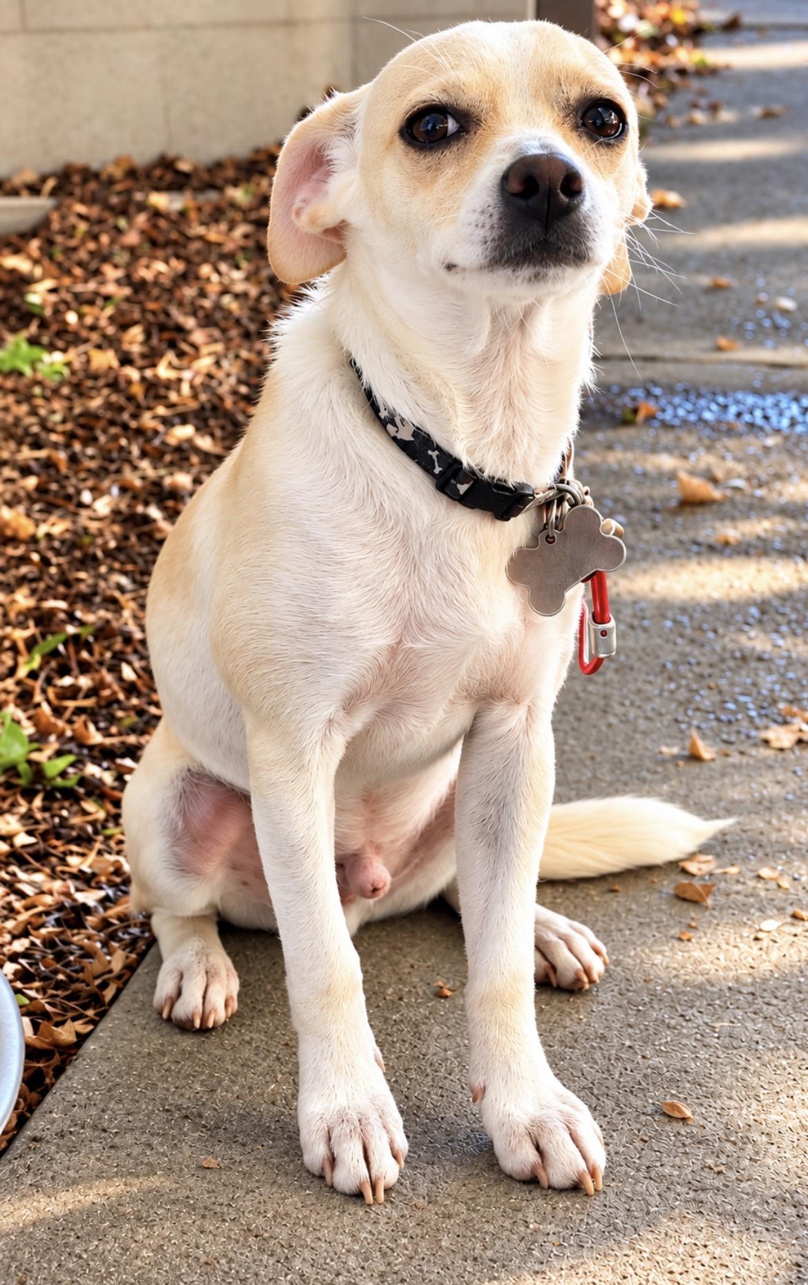 Enlarge Jack Jack, a Adoptable mixed breed in Tigard, OR image 5/6