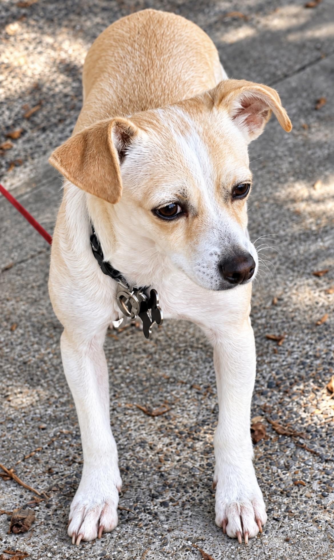 Enlarge Jack Jack, a Adoptable mixed breed in Tigard, OR image 4/6