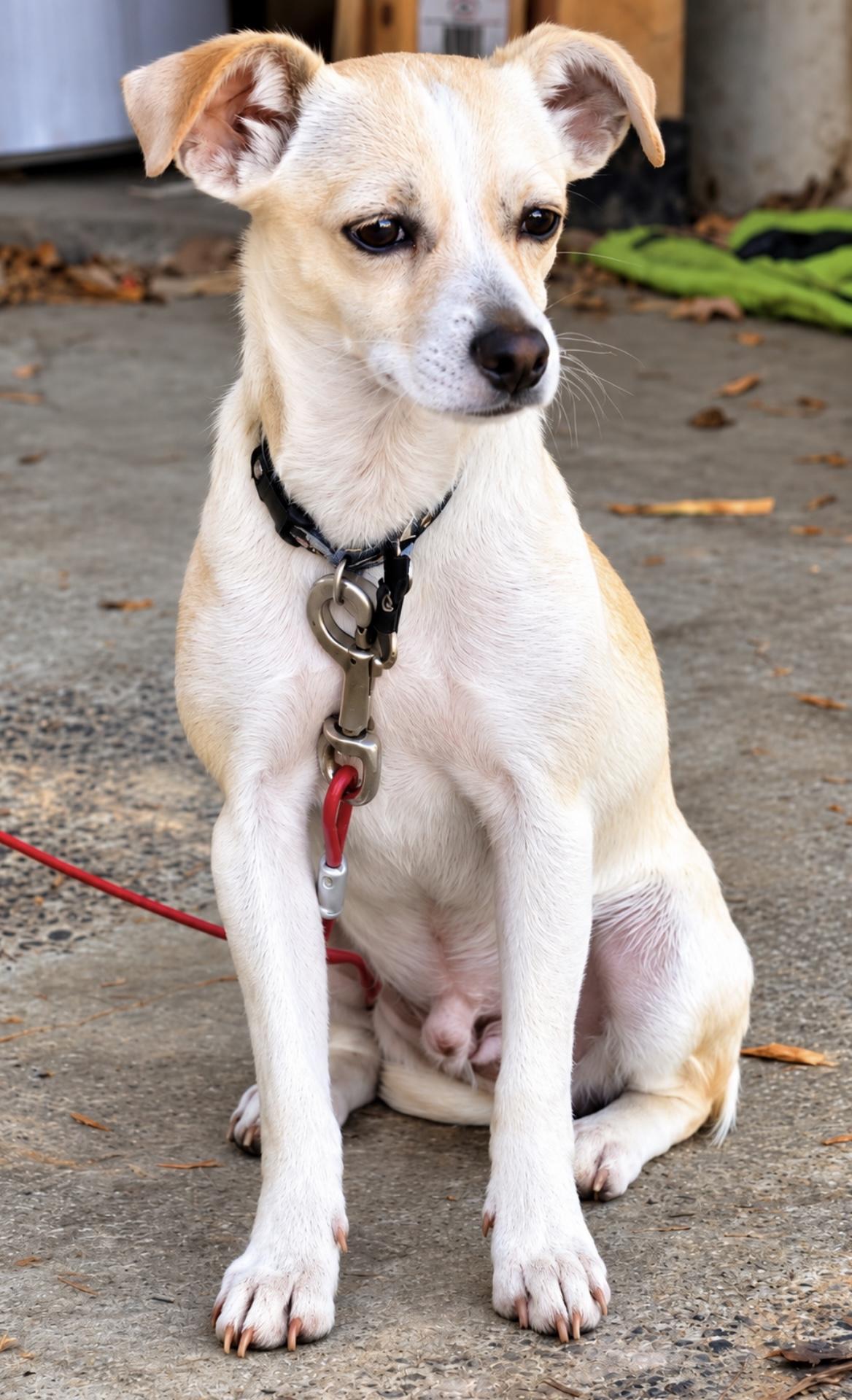 Enlarge Jack Jack, a Adoptable mixed breed in Tigard, OR image 1/6