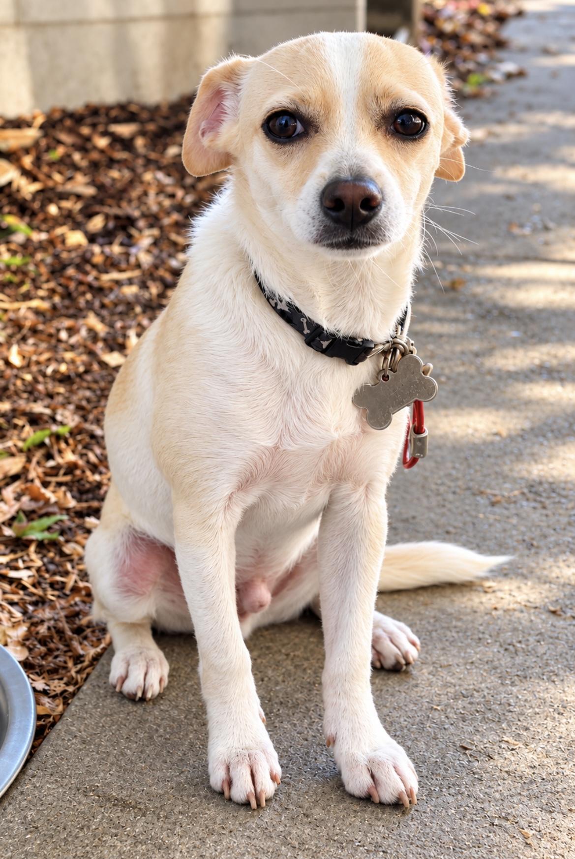 Enlarge Jack Jack, a Adoptable mixed breed in Tigard, OR image 2/6