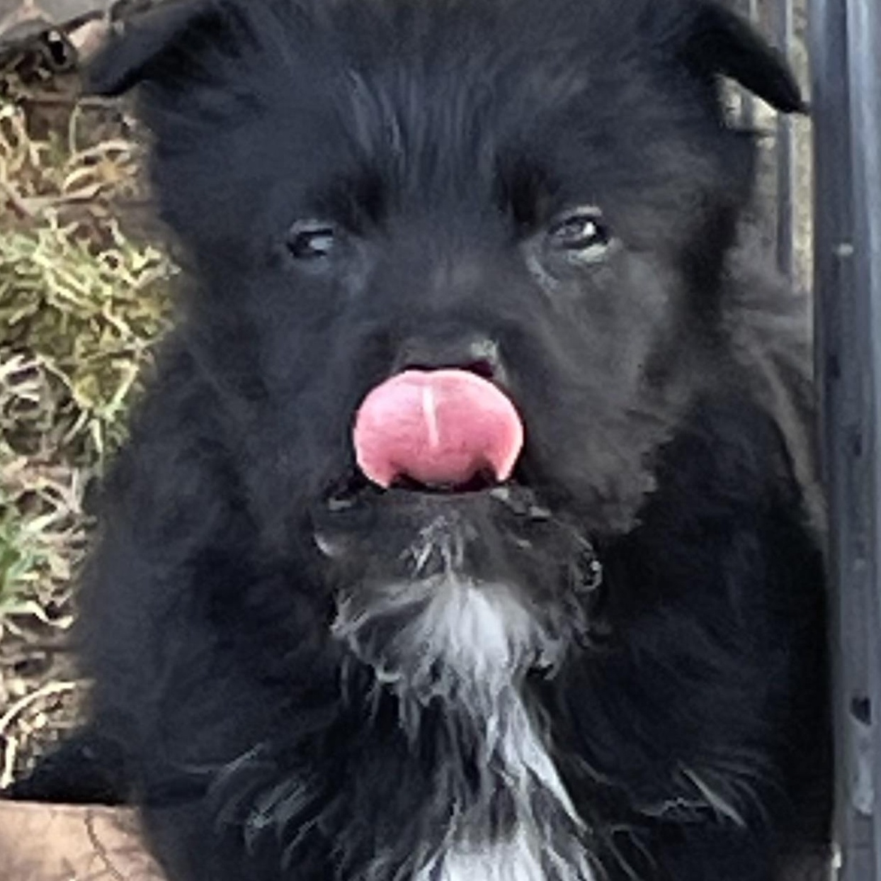 Enlarge HAZEL, a Adoptable mixed breed in Cincinnati, OH image 3/3