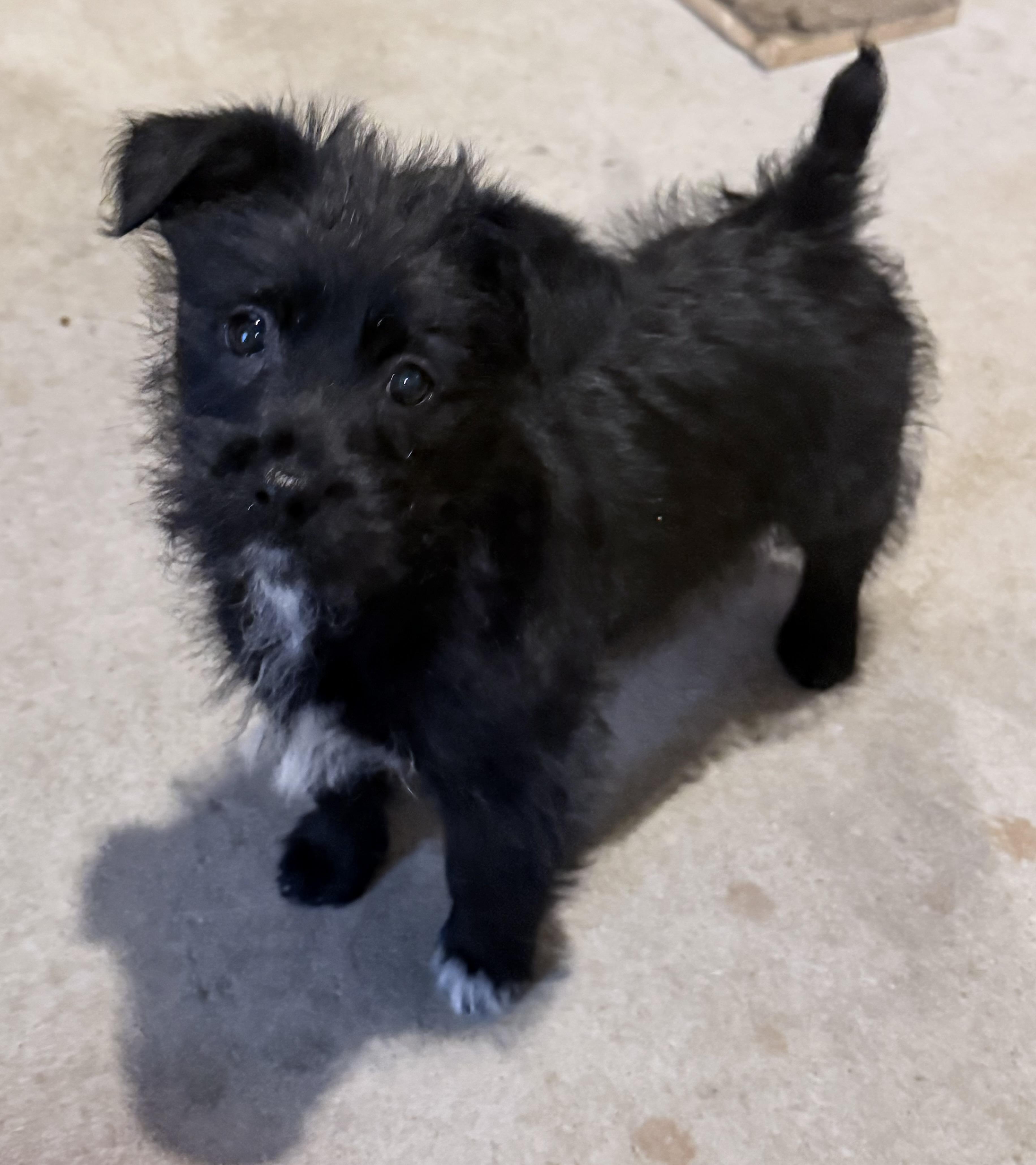 Enlarge HAZEL, a Adoptable mixed breed in Cincinnati, OH image 1/3