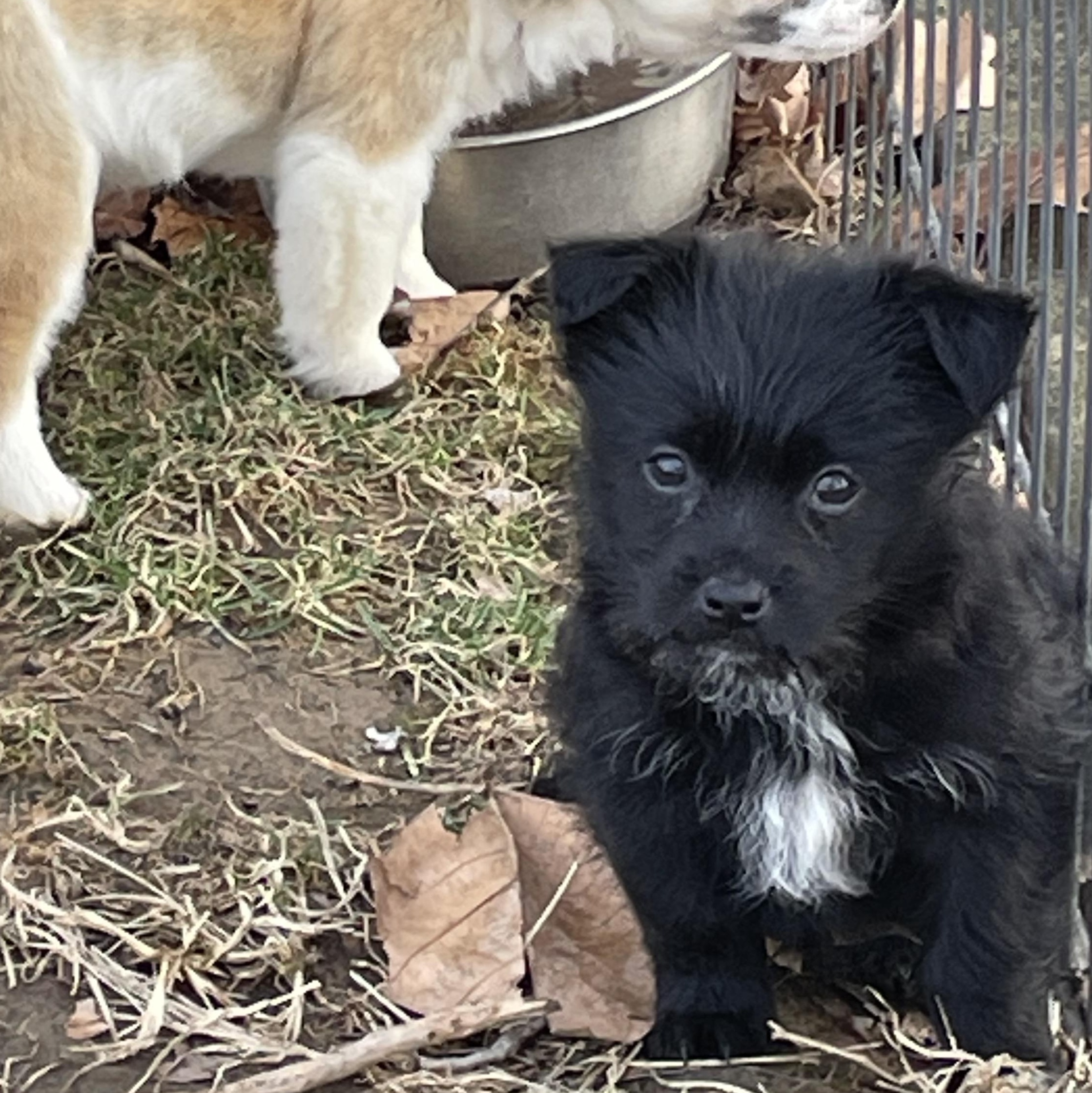 Enlarge HAZEL, a Adoptable mixed breed in Cincinnati, OH image 2/3