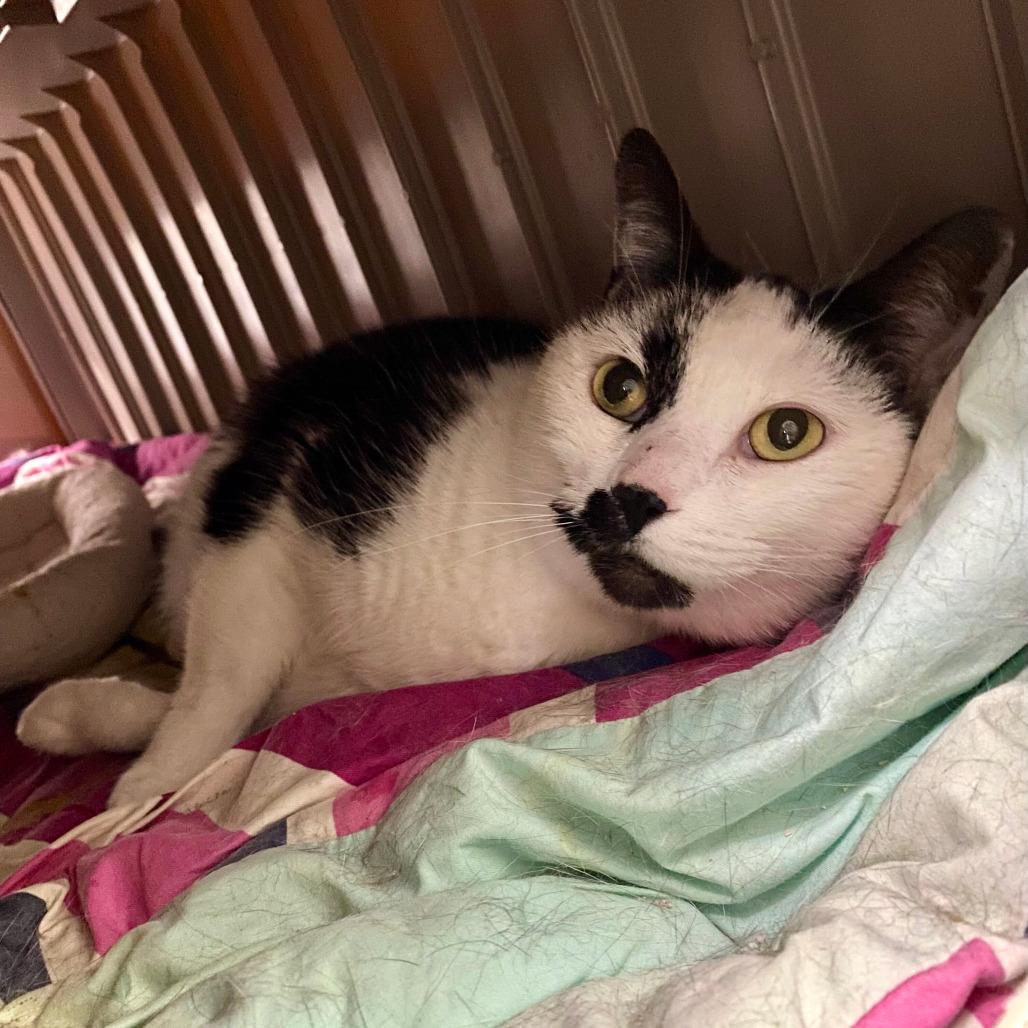 Don, Adoptable, Senior Male Domestic Short Hair.