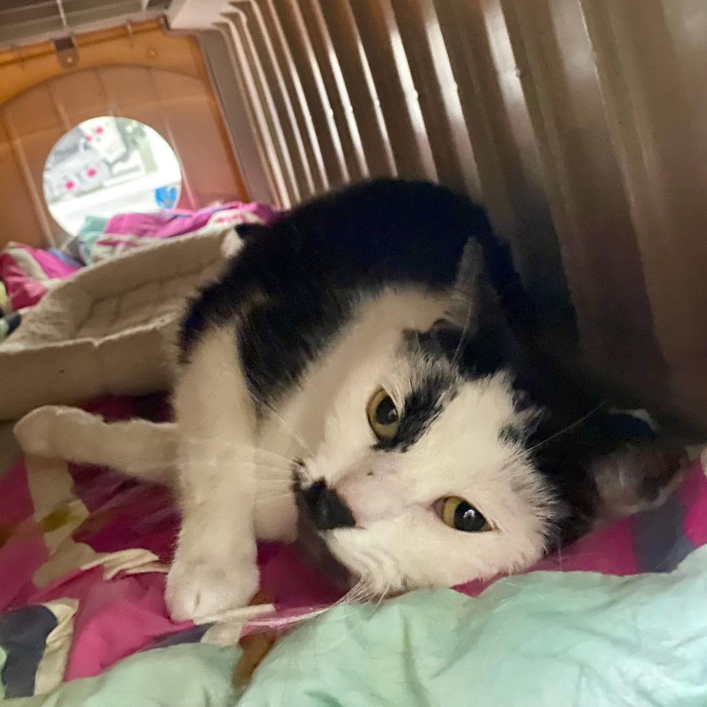 Don, a Adoptable Domestic Short Hair in Grand Rapids, MI image 2/2
