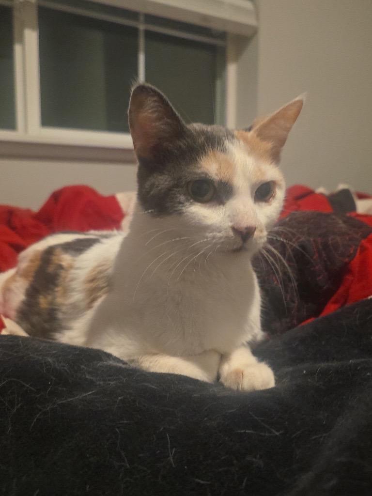 Momma and Tiny, a ADOPTABLE Domestic Short Hair in Farmington, MN image 5/6