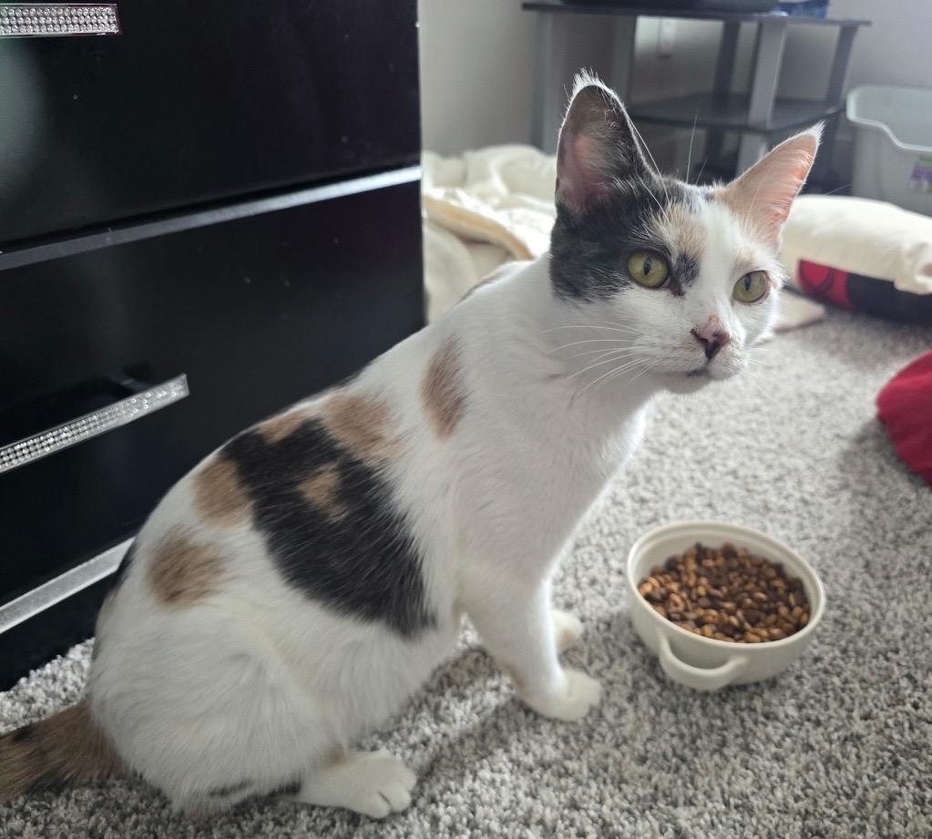 Momma and Tiny, a ADOPTABLE Domestic Short Hair in Farmington, MN image 6/6