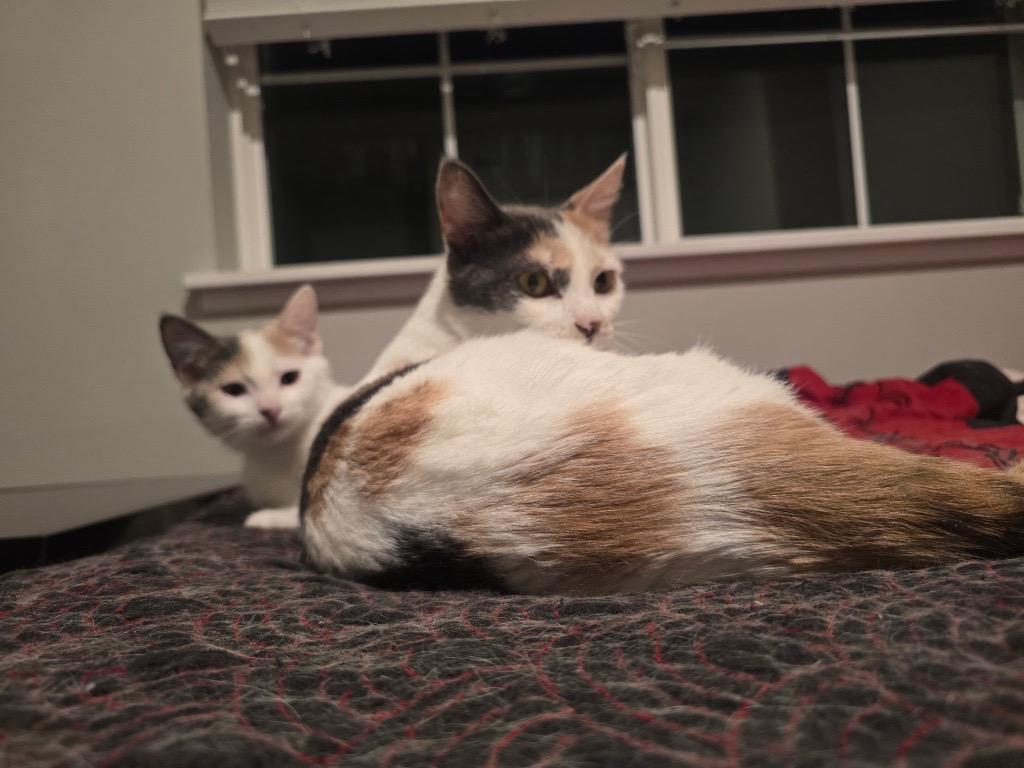 Momma and Tiny, a ADOPTABLE Domestic Short Hair in Farmington, MN image 2/6