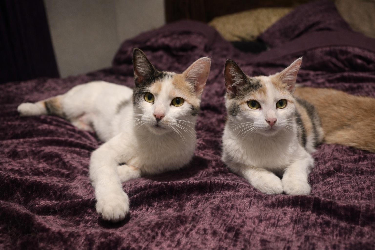 Momma and Tiny, a ADOPTABLE Domestic Short Hair in Farmington, MN image 1/6