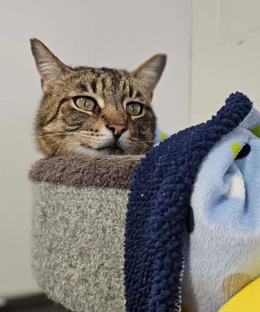 Pat the Cat, a Adoptable mixed breed in Defiance, OH image 1/6