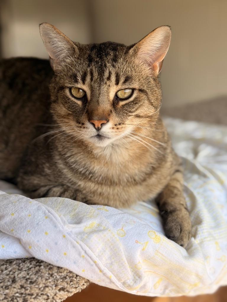 Enlarge Pat the Cat, a Adoptable mixed breed in Defiance, OH image 2/6