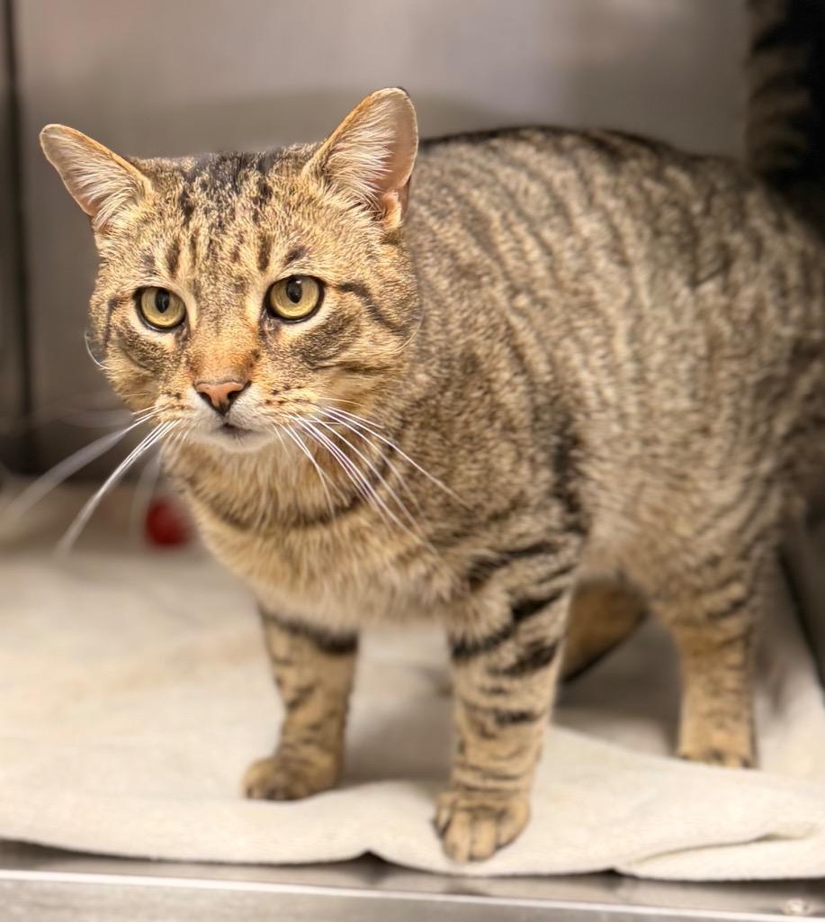 Enlarge Pat the Cat, a Adoptable mixed breed in Defiance, OH image 3/6