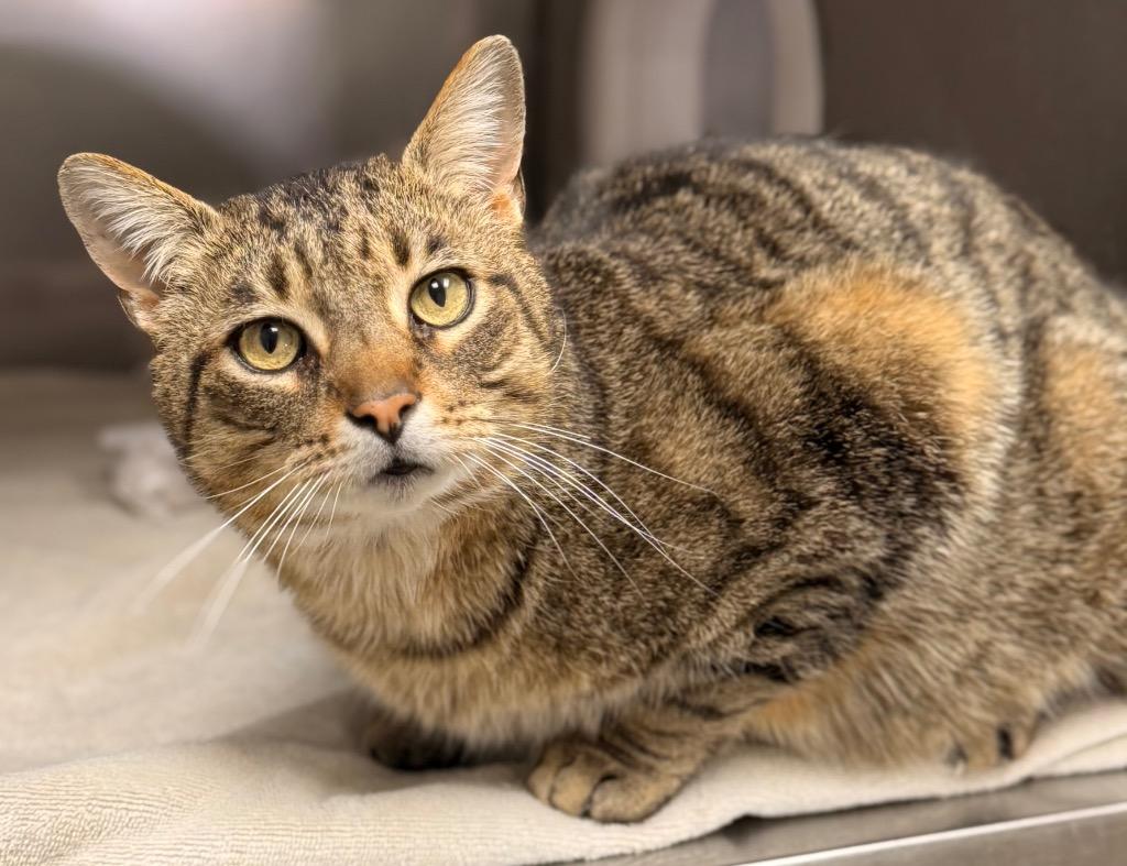 Enlarge Pat the Cat, a Adoptable mixed breed in Defiance, OH image 4/6