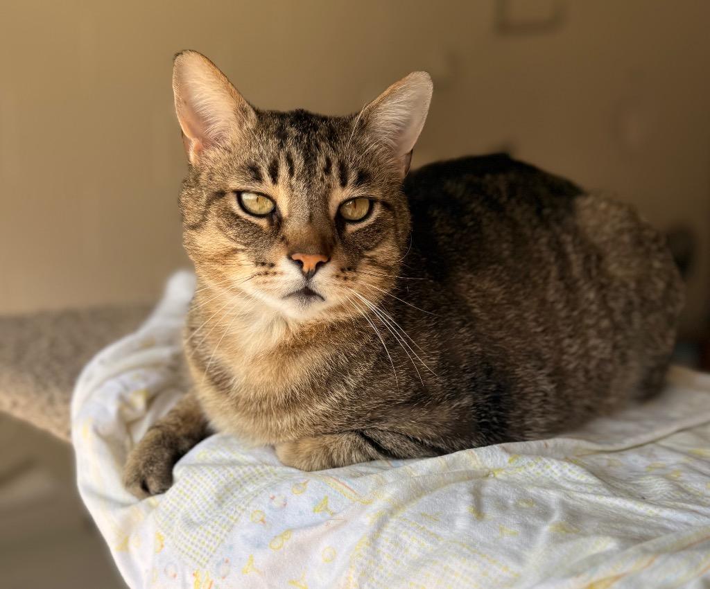 Enlarge Pat the Cat, a Adoptable mixed breed in Defiance, OH image 5/6