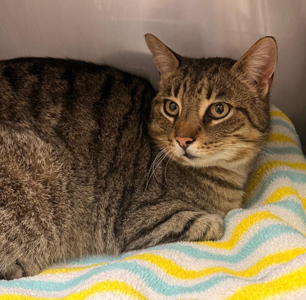 Enlarge Pat the Cat, a Adoptable mixed breed in Defiance, OH image 6/6