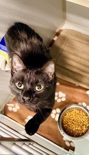 Enlarge Bonnie, a ADOPTABLE Domestic Short Hair in Winter Haven, FL image 1/1