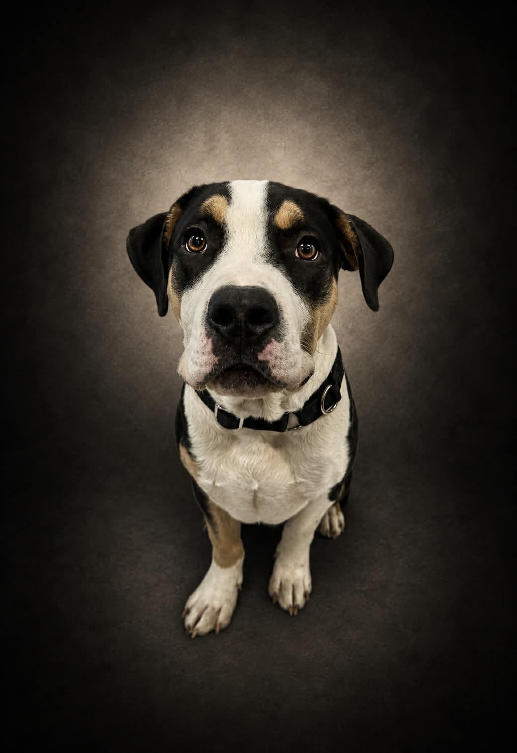 Sweet Baby Ray, an adopted mixed breed in Shelbyville, KY image 2/4
