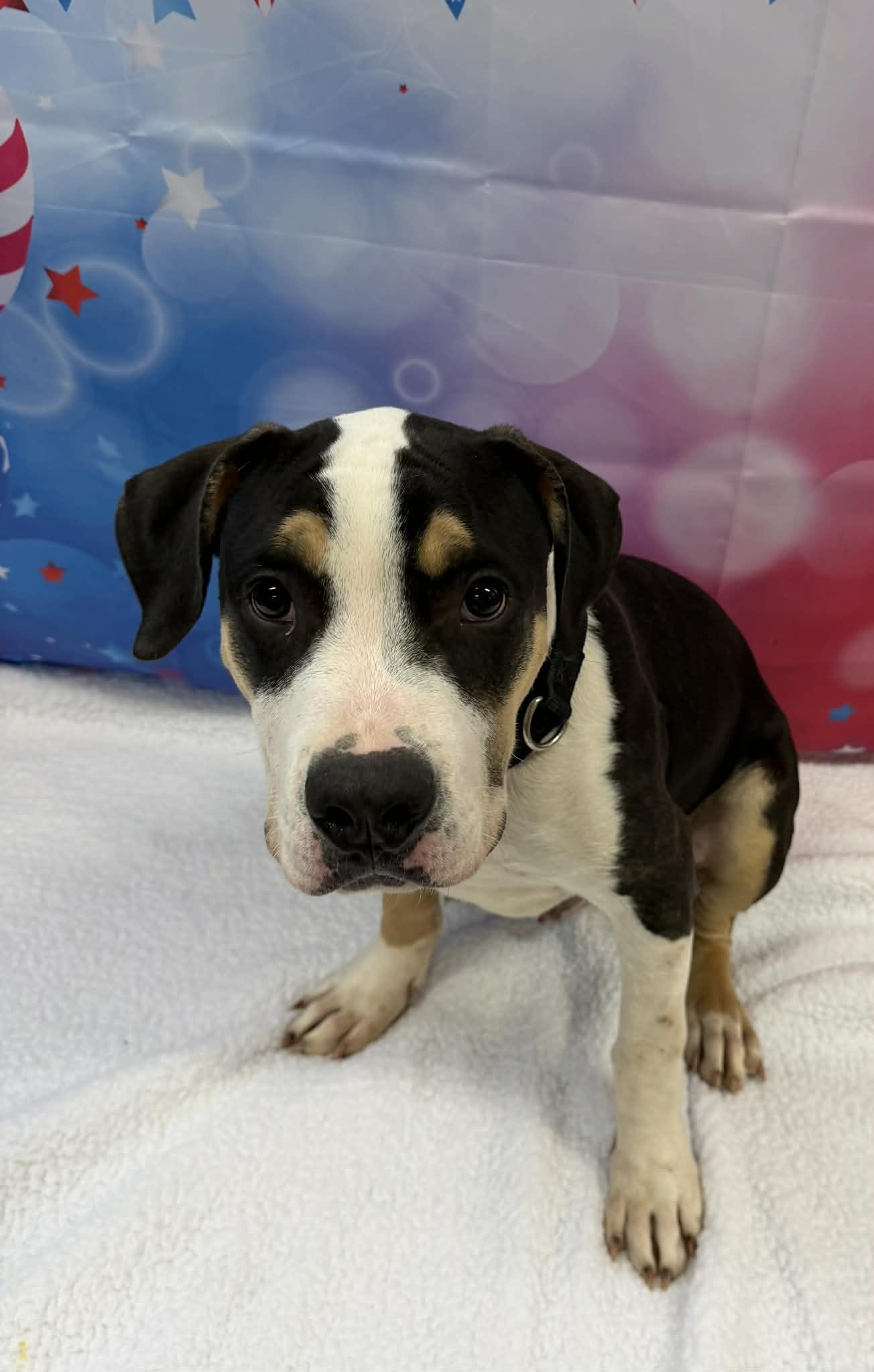 Sweet Baby Ray, an adopted mixed breed in Shelbyville, KY image 3/4