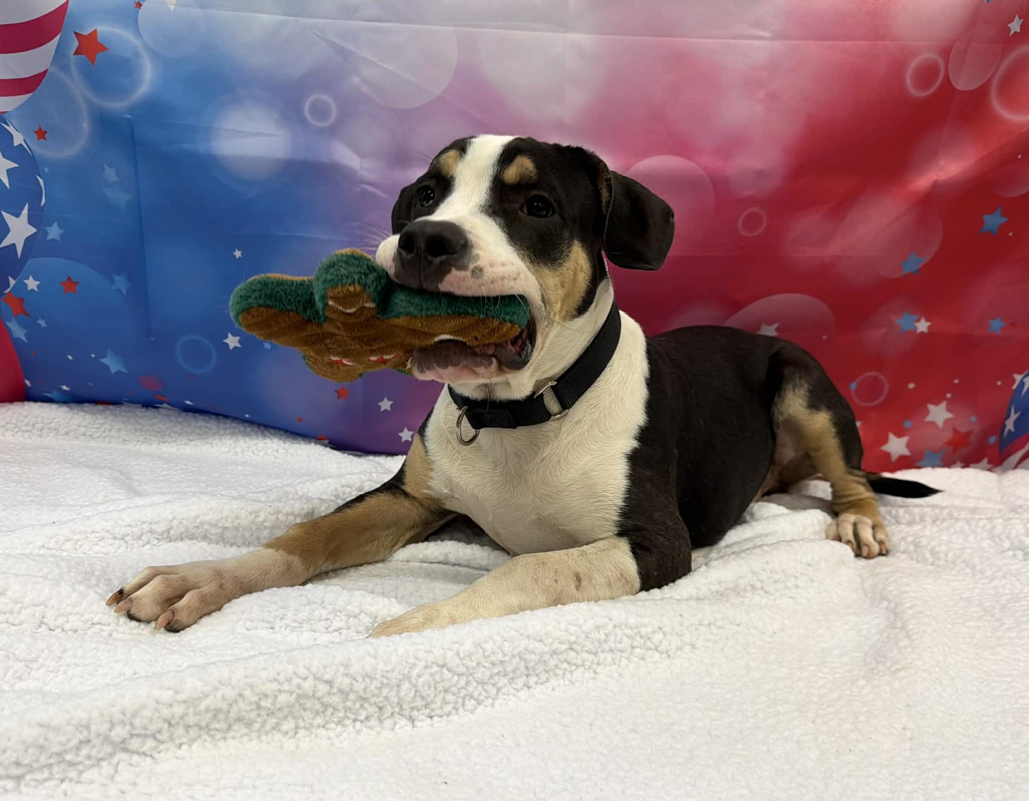 Sweet Baby Ray, an adopted mixed breed in Shelbyville, KY image 4/4