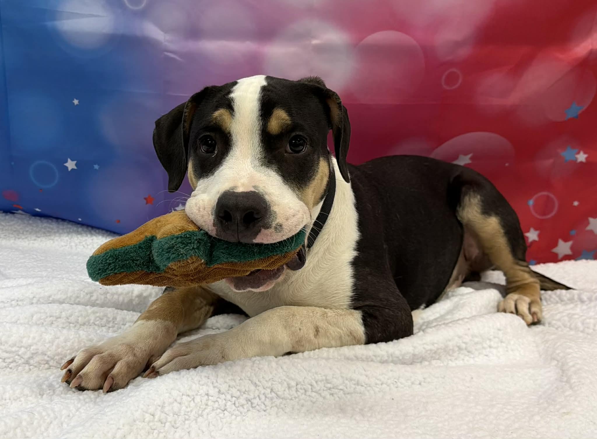 Sweet Baby Ray, adopted, Young Male Pit Bull Terrier.