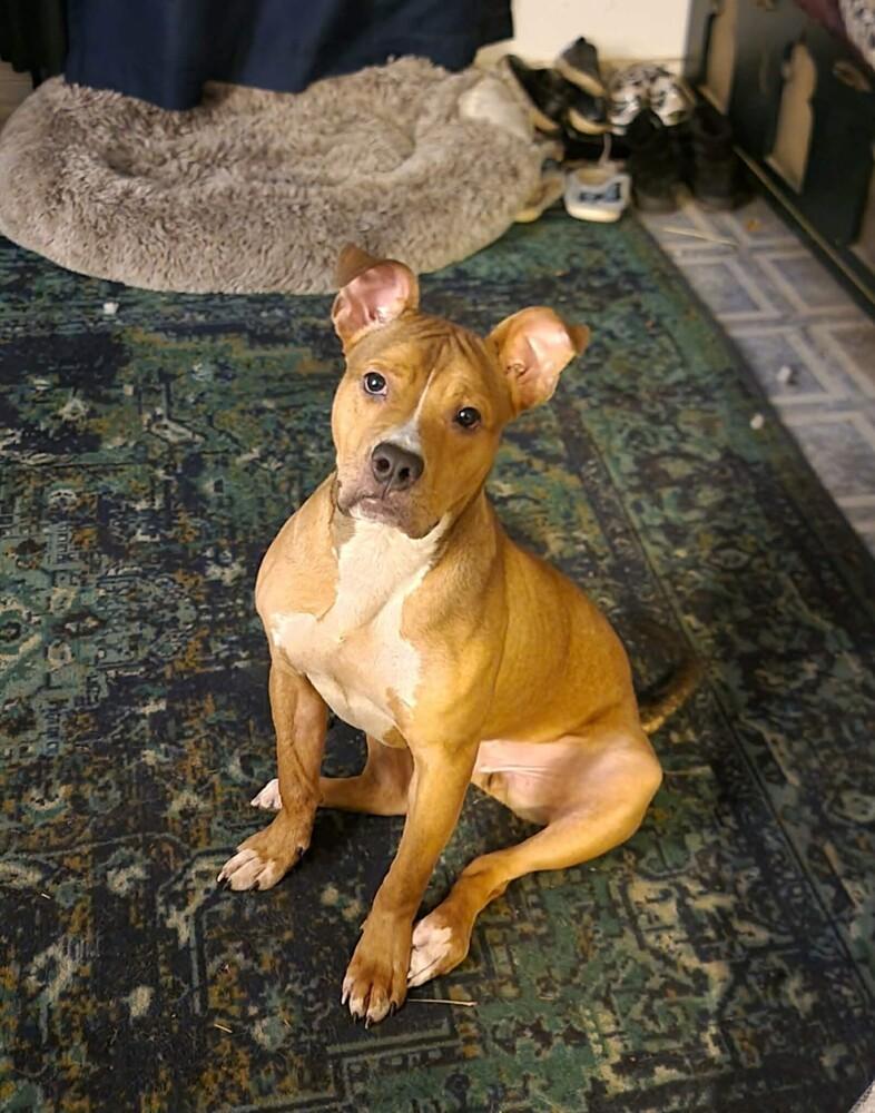 Copper, Adoptable, Young Male Pit Bull Terrier.