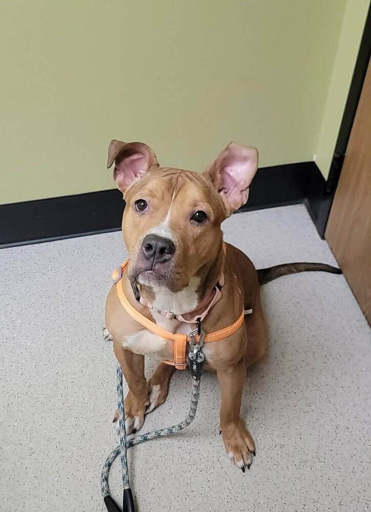 Enlarge Copper, a Adoptable mixed breed in Peoria, IL image 2/5